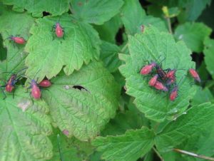 bugs on bush